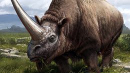 Extinct Rhinoceros Species