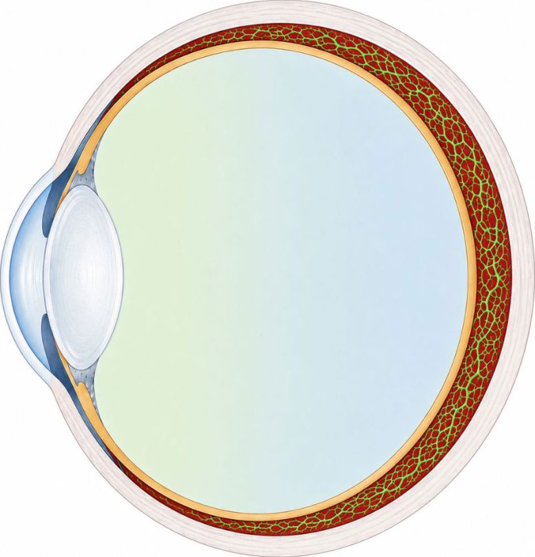 Eye Cross Section Showing POLO Pathway