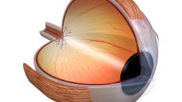 Eye Retina Anatomy Diagram