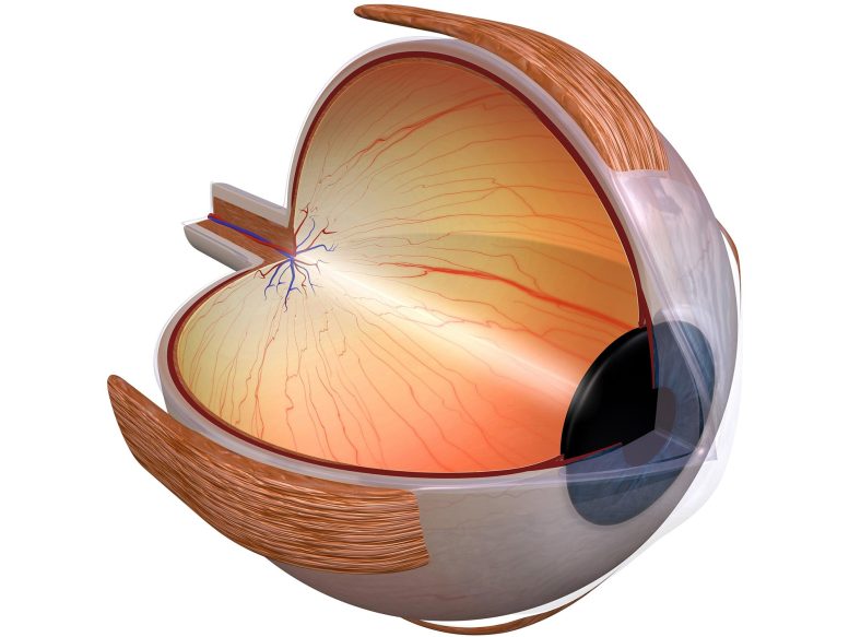 Eye Retina Anatomy Diagram