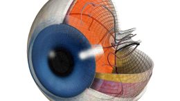 Eye Sectional Anatomy