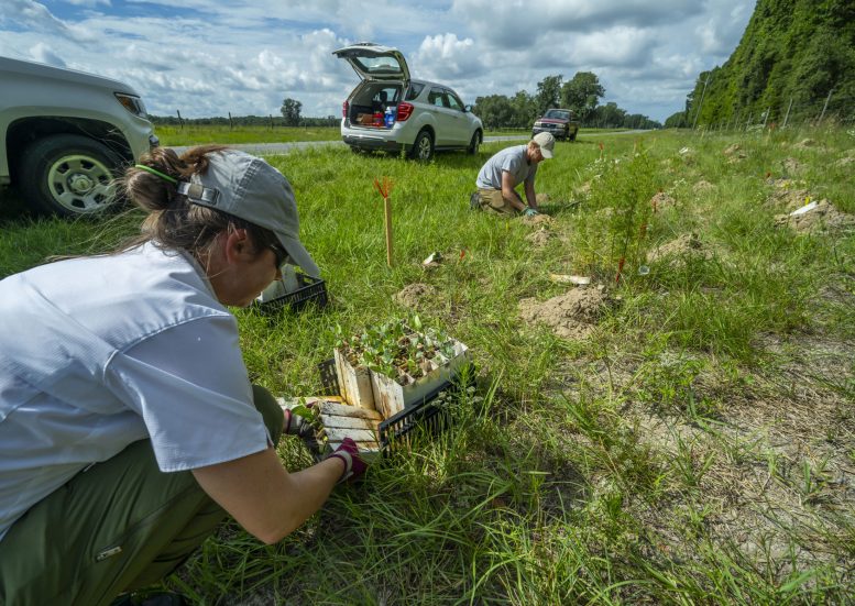 FDOT Employees Planting Milkweed Along Florida Roadside