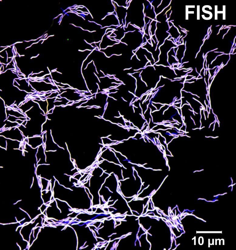 FISH: Fluorescence Microscopy of Taurinivorans Muris in Pure Culture