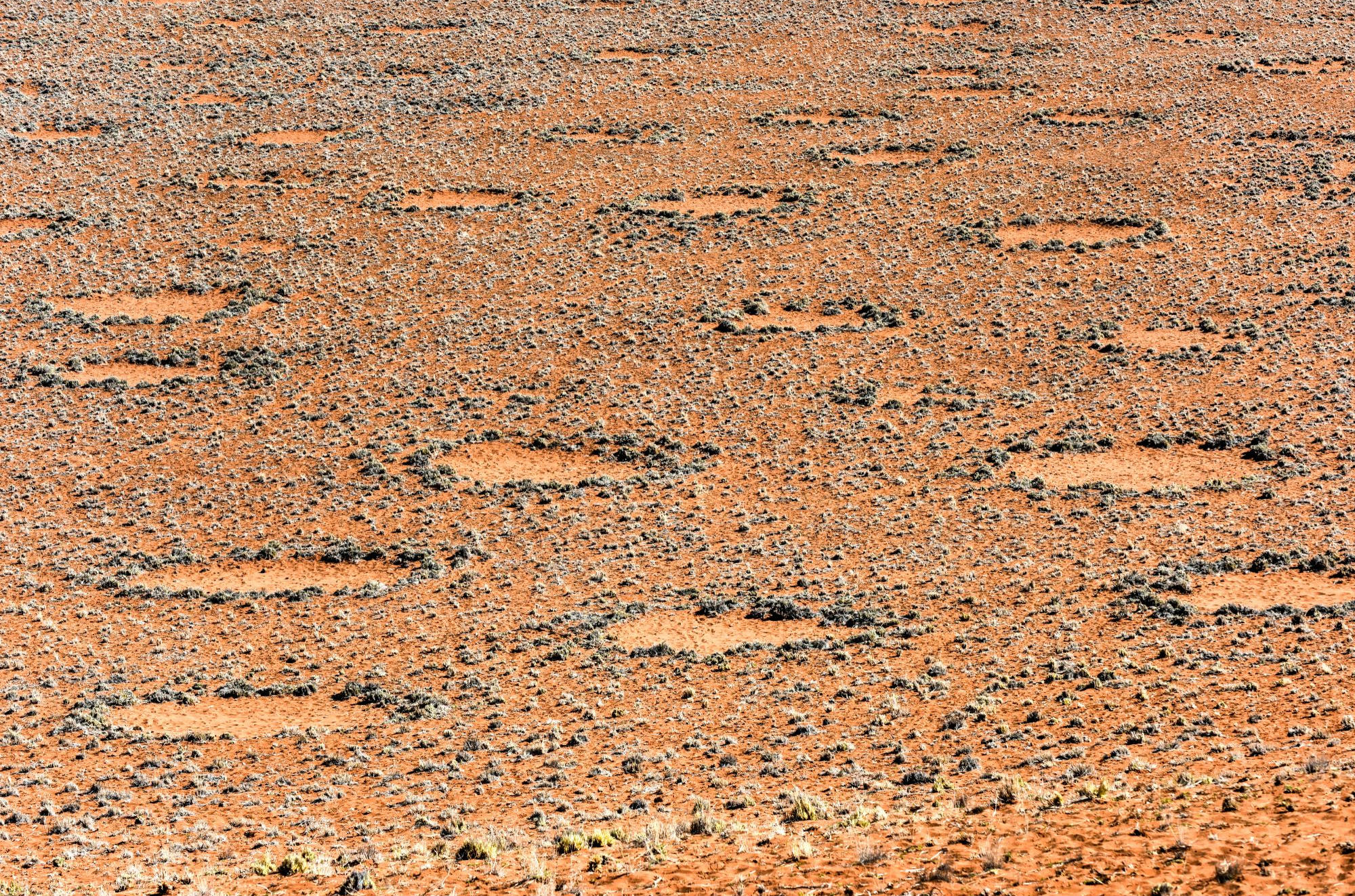 Fairy circles: Plant water stress causes Namibia's gaps in grass