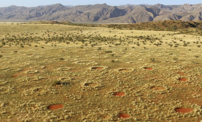 Fairy Circles in the Namib Desert