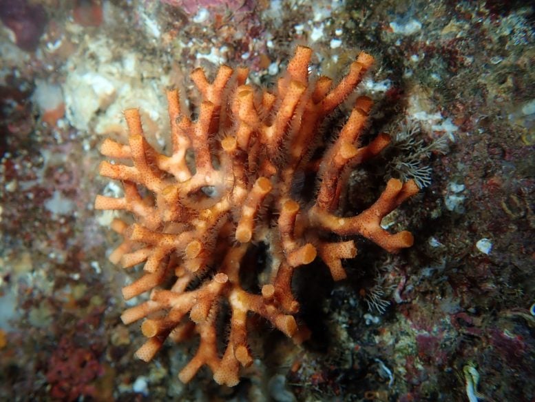 False Coral