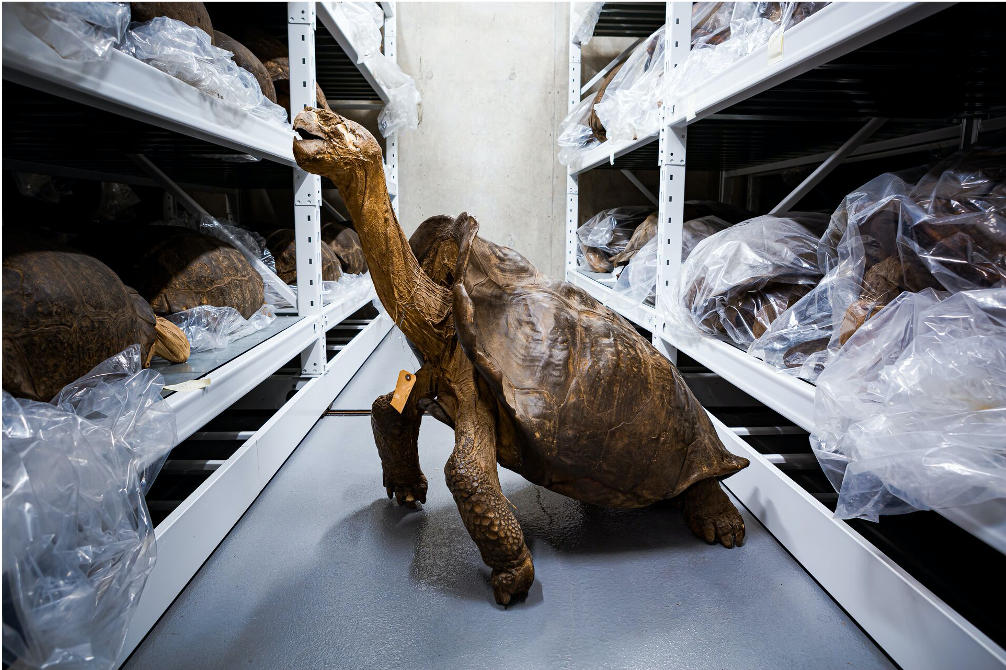 the-fantastic-giant-tortoise-believed-to-be-extinct-has-been-found-alive