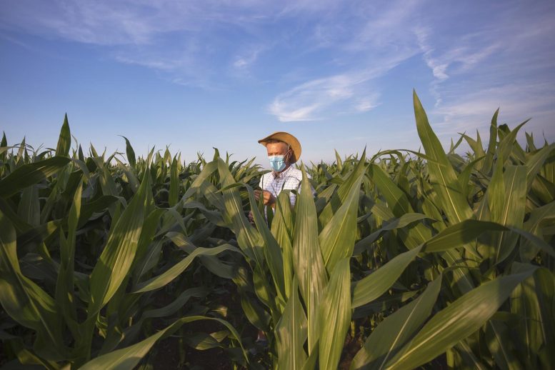 Farmer Examines Corn Crop