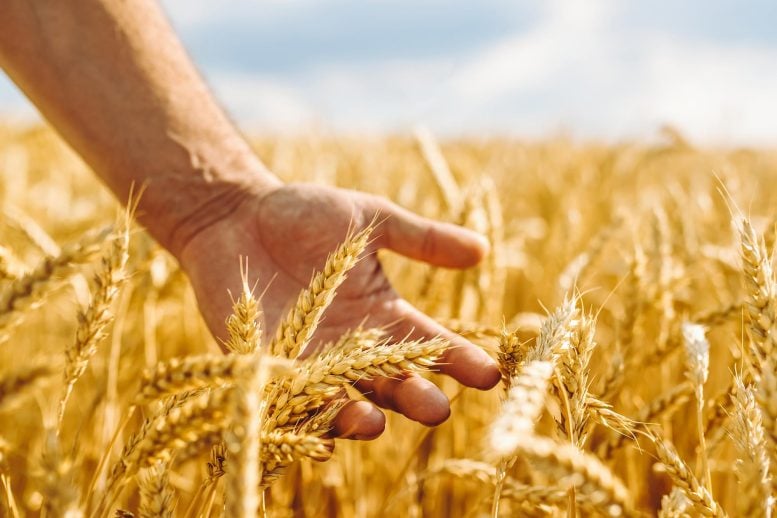 Farmer Hand Harvest Wheat Field
