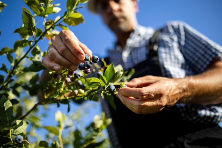 Farmer Picking Blueberries