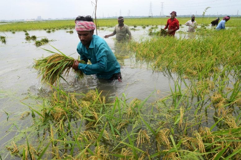 Rice Fields Are Drowning and the Damage Is Accelerating Worldwide