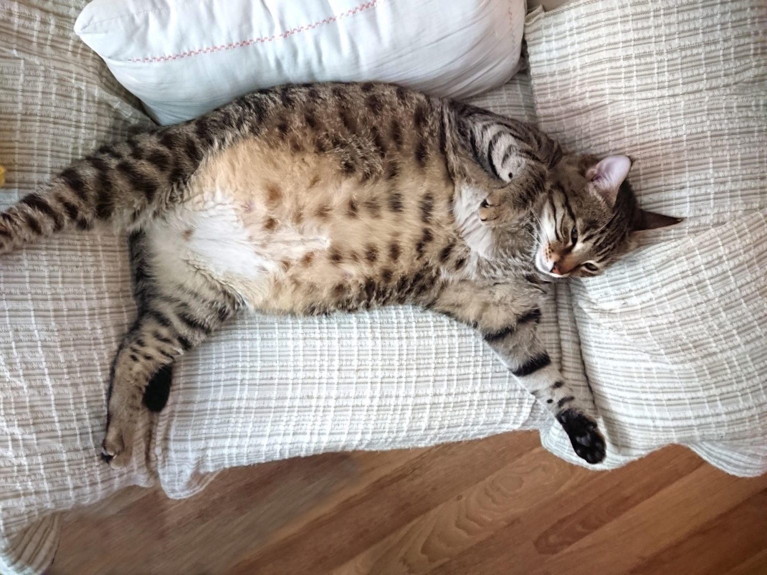 What Happens When Cats Get Fat? Scientists Weigh In