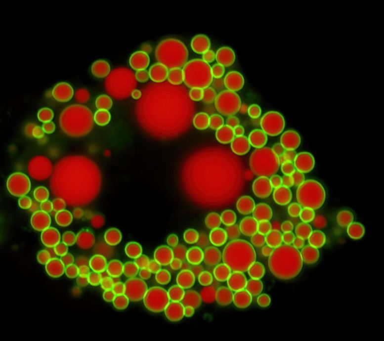 Fat Droplets in the Fat Cell of a Mouse