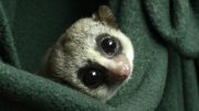 Fat-Tailed Dwarf Lemur