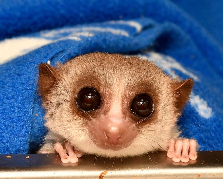 Fat Tailed Dwarf Lemur Under a Blanket