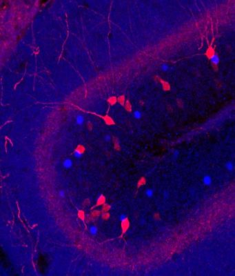 Unlocking the Power of Our Emotional Memory To Cure Mental Health ...