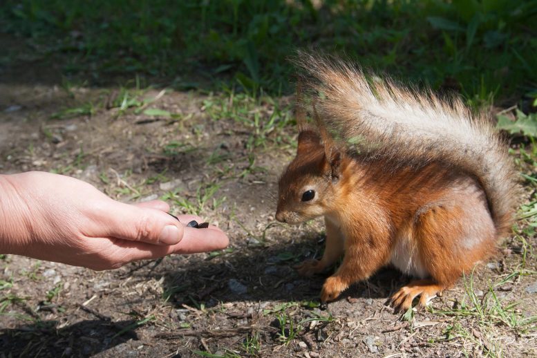 Feeding Squirrel