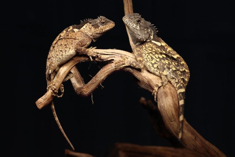 Female Acanthosaura Syrax