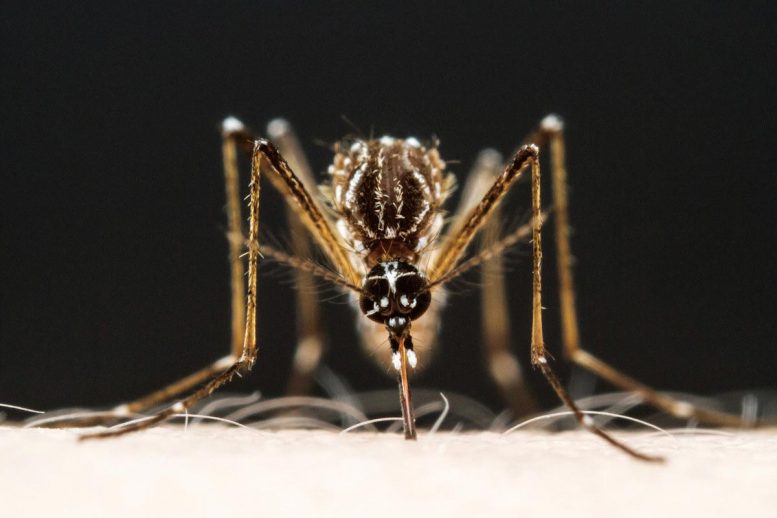 Female Aedes aegypti Mosquito Bites Researcher