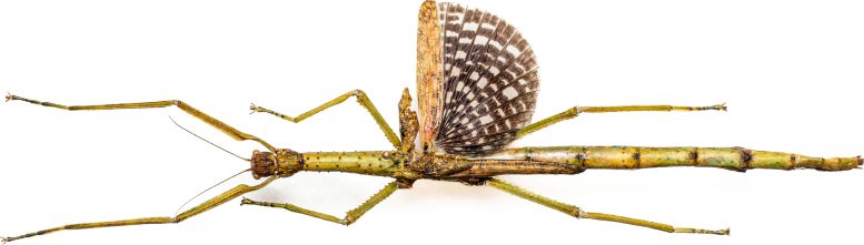 Female Anchiale Mabiensis Stick Insect