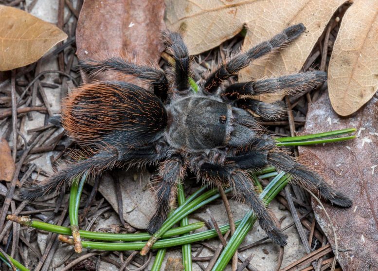 Samica Aponopelma jacobii