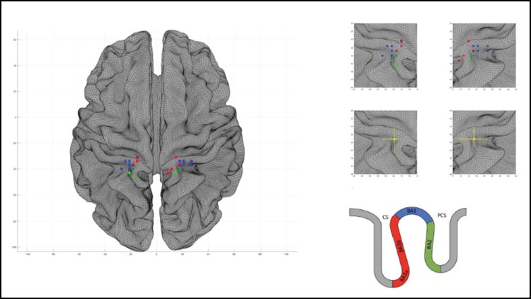 The female brain responds to genital contact