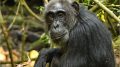 Female Chimpanzee