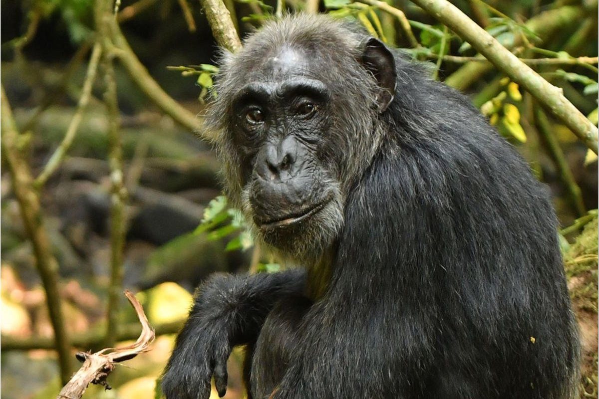 Menopause in Wild Chimpanzees Challenges Human Uniqueness