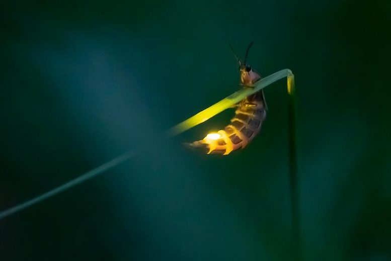Female Firefly