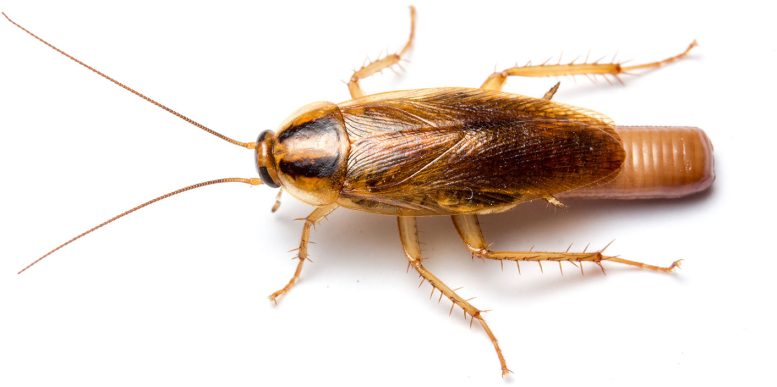 ����� ��������� ��������