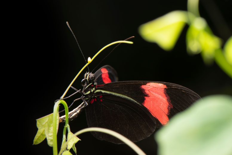 Female Heliconius erato Laying an Egg on Passiflora biflora