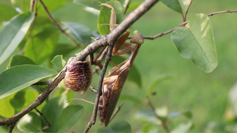 Giant Invasive Mantises Are Taking Over Europe