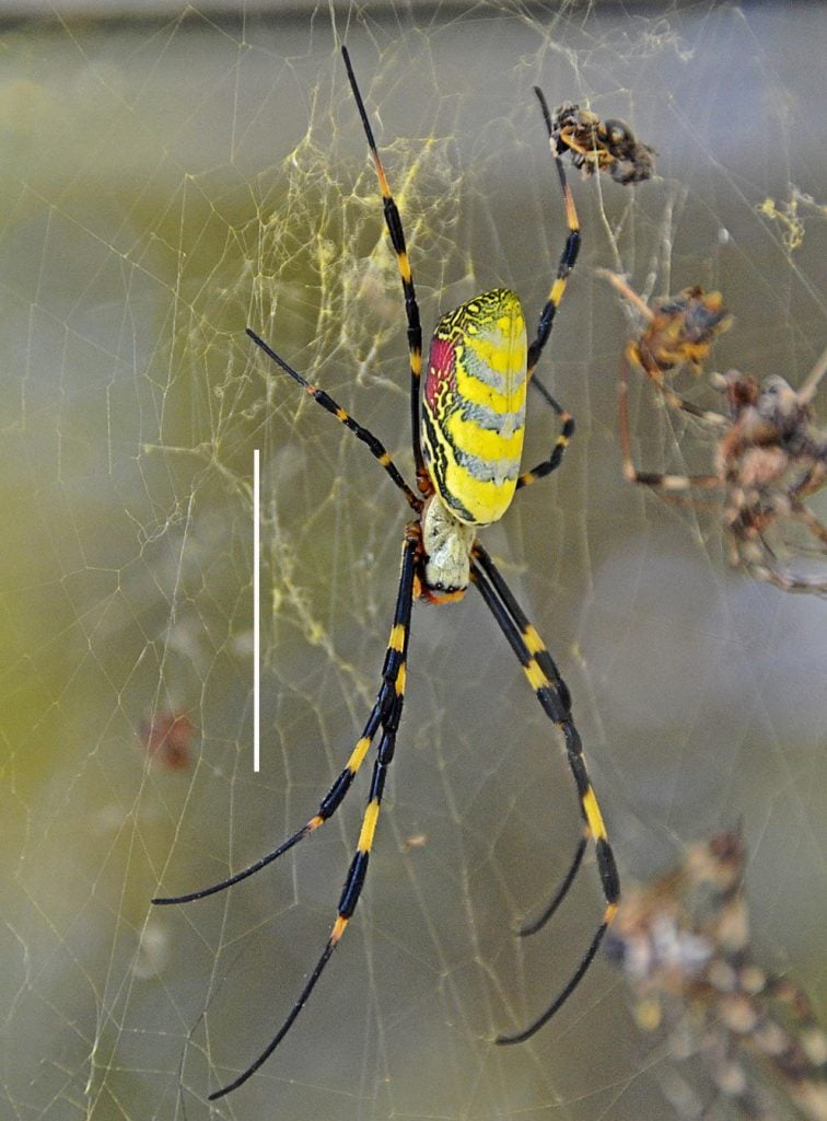 Female Joro Spider Spins Its Web