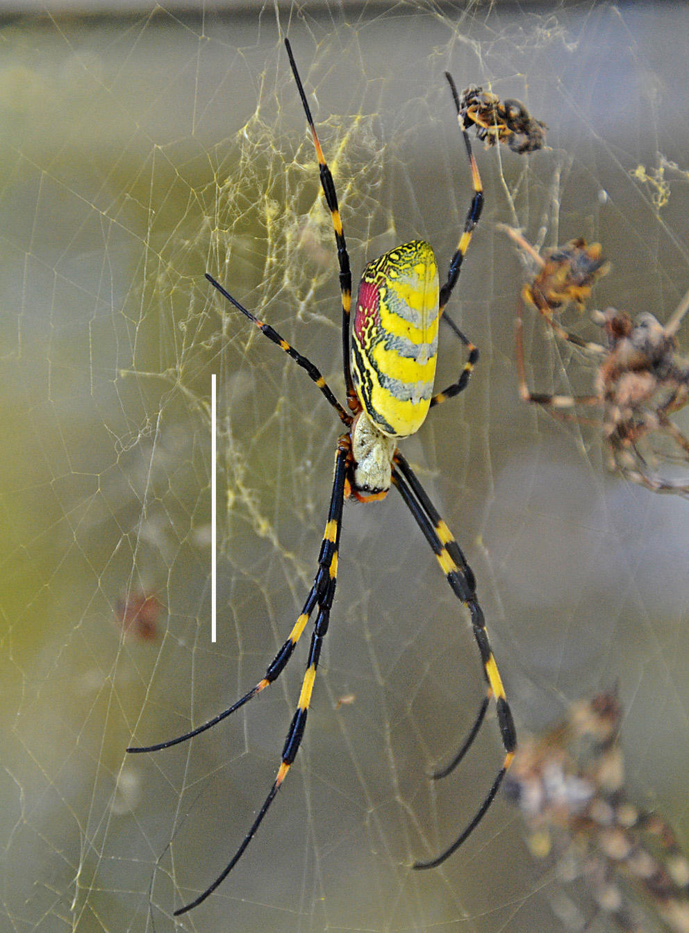 Joro spider is rapidly spreading in the U.S. They're not after you.