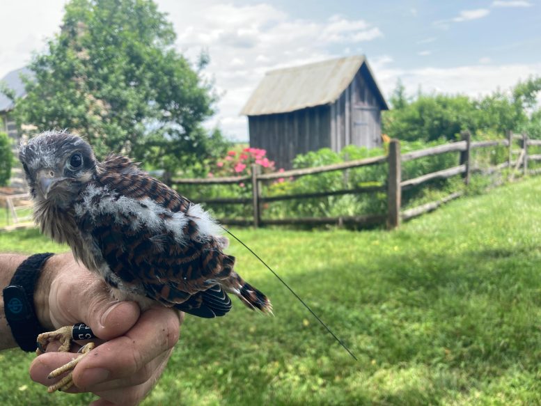 Female Kestrel With Transmitter