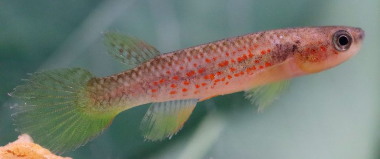 Female Laimosemion Laranja