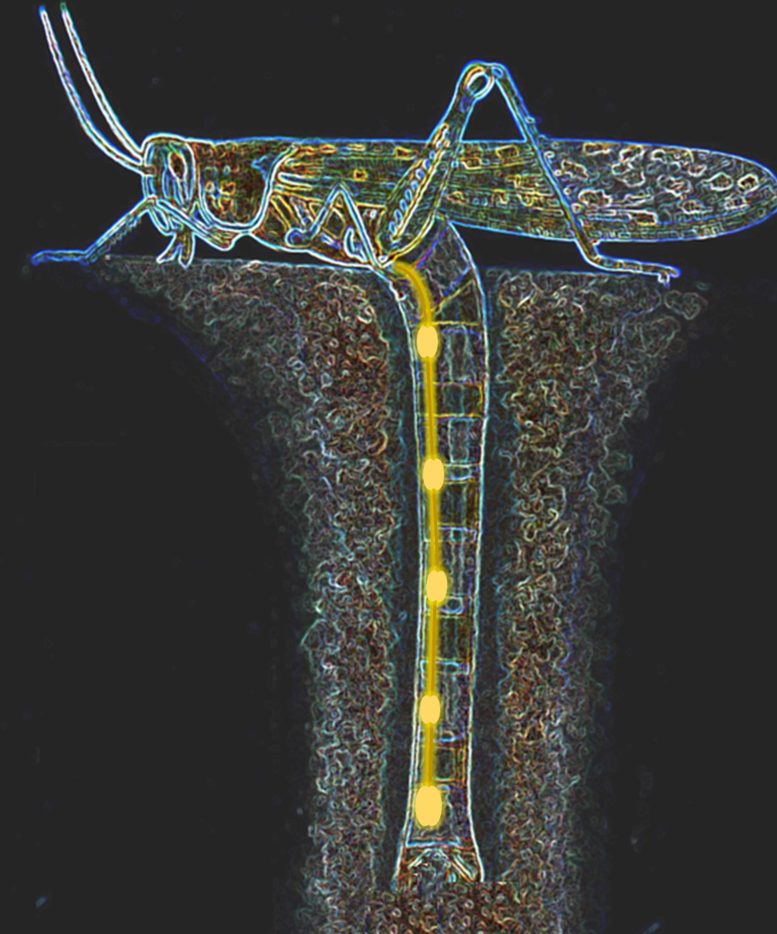 Female Locust