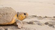 Female Loggerhead Sea Turtle