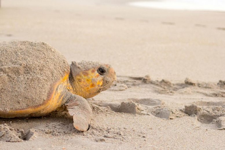 Female Loggerhead Sea Turtle