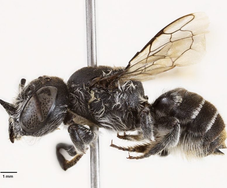 Female Megachile Lucifer Bee Specimen From Western Australia
