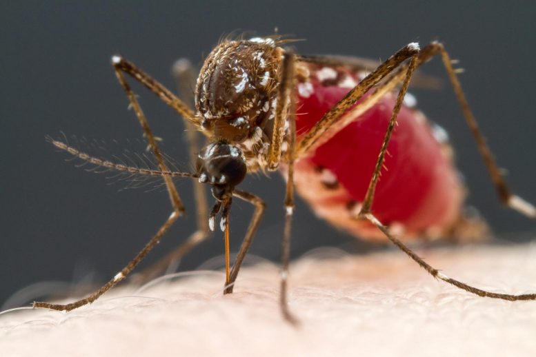 Female Mosquito