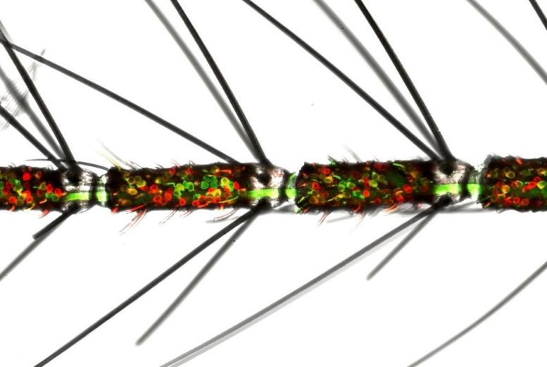 Female Mosquito Antenna With Olfactory Neurons