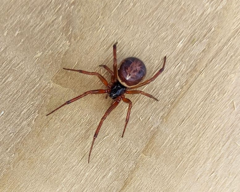 Female Noble False Widow Spider (Steatoda nobilis)
