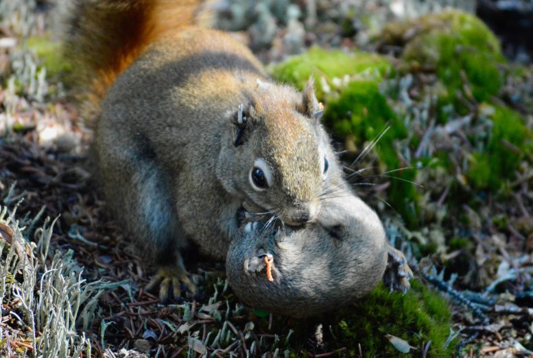 Female North American Red Squirrel Moving One of Her Pups