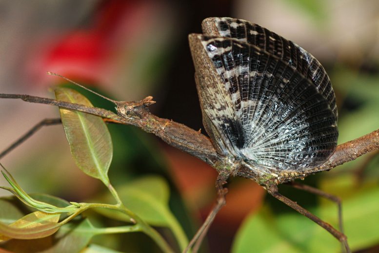 Female Onchestus rentzi Showcasing Its Deimatic Display