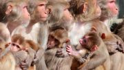 Female Rhesus Macaque Monkeys and Infants