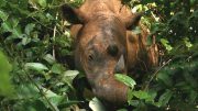 Female Sumatran Rhino May Be The Key to Saving The Species