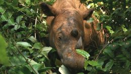 Female Sumatran Rhino May Be The Key to Saving The Species