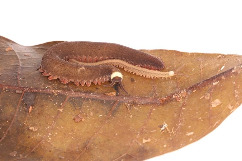 Female Tiputini Velvet Worm With Offspring