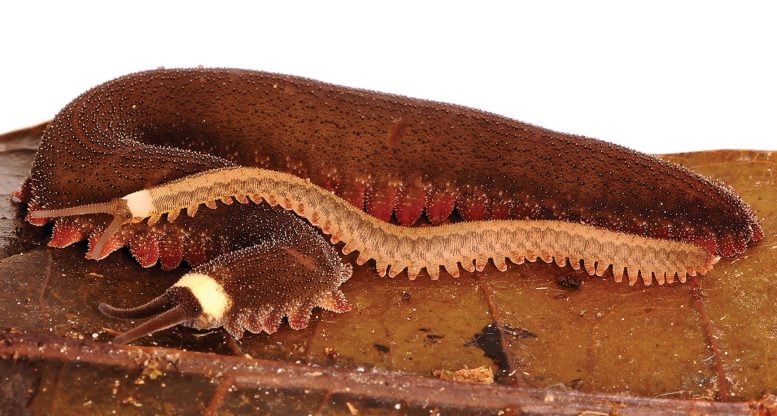 Female Tiputini Velvet Worm With Offspring Close Up